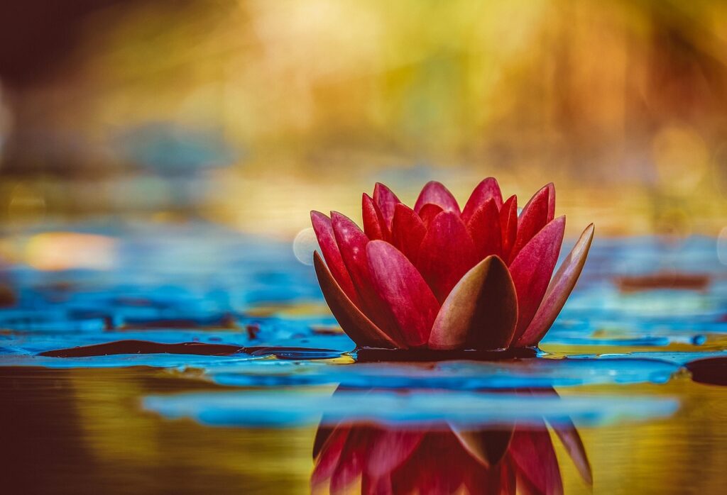 water lily, beautiful flowers, laptop wallpaper, full hd wallpaper, flower, botany, cool backgrounds, 4k wallpaper 1920x1080, floral background, aquatic plant, bloom, desktop backgrounds, windows wallpaper, mac wallpaper, free background, beautiful wallpaper, wallpaper 4k, blossom, wallpaper hd, hd wallpaper, nature, flower background, 4k wallpaper, flower wallpaper, free wallpaper, growth, wallpaper